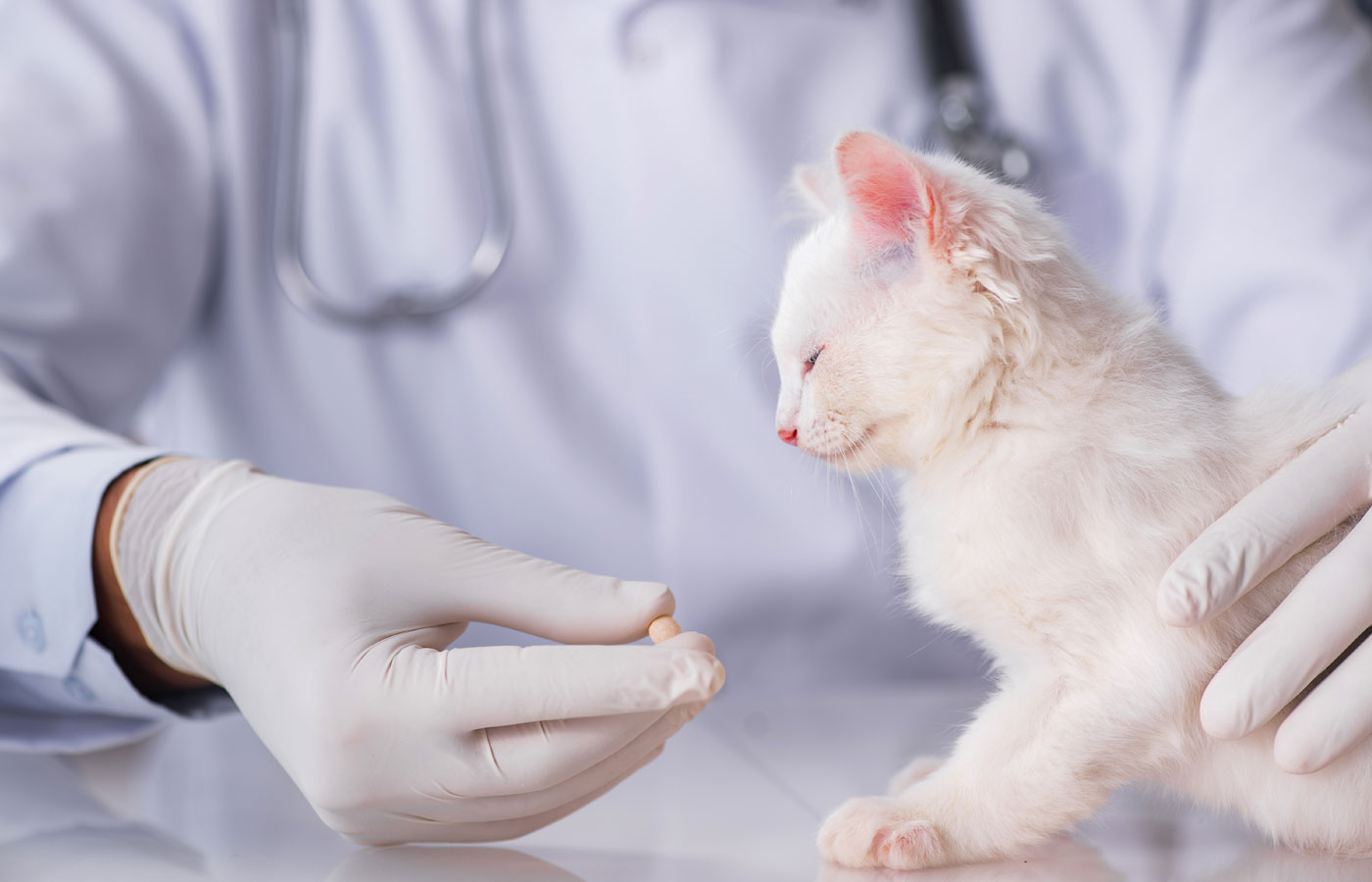 veteriner hekim tarafından ilaç verilen beyaz kedi