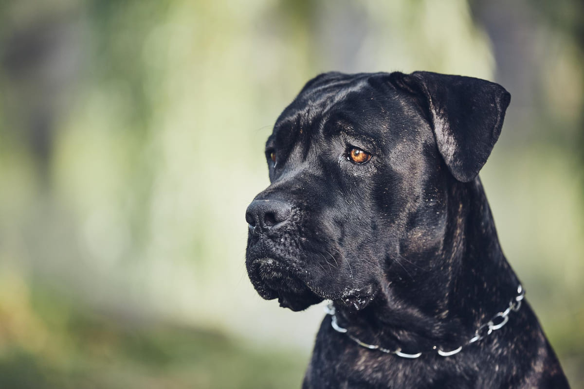 Cane Corso 