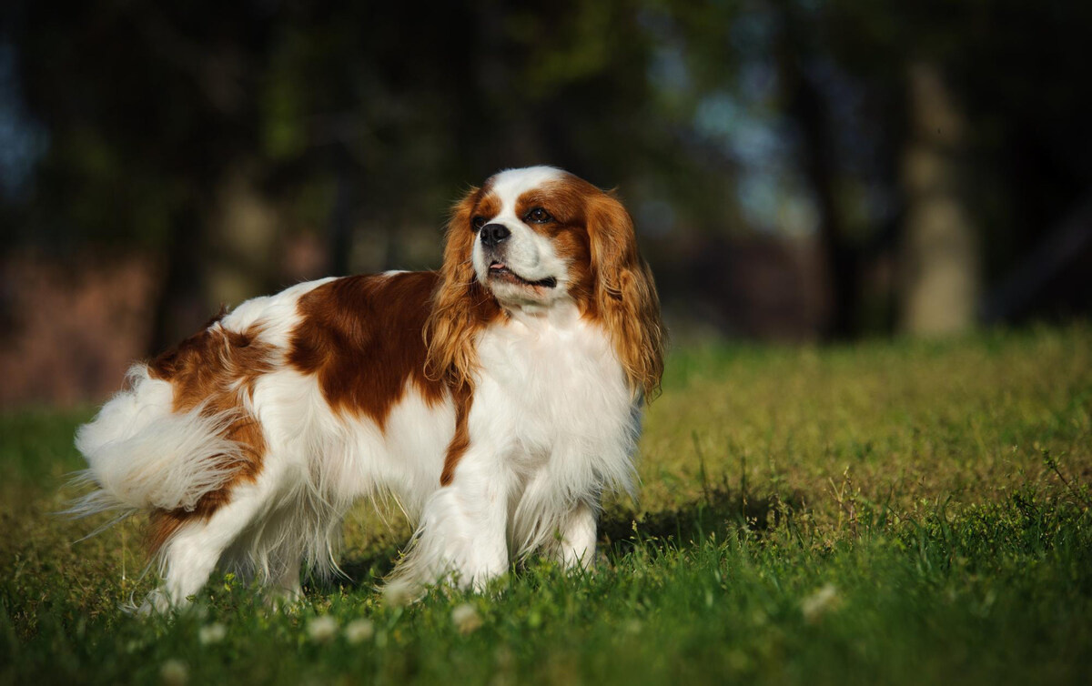 çimlerde duran King Charles Spaniel köpek