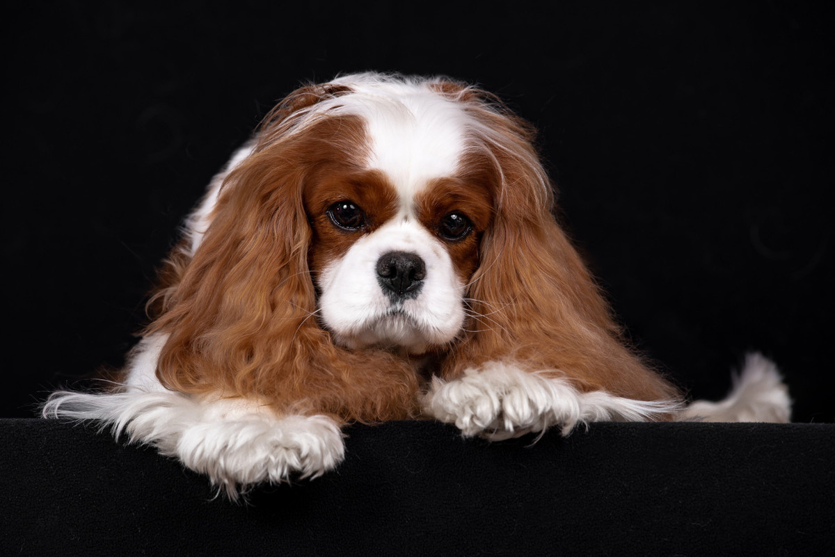 Cavalier King Charles Spaniel