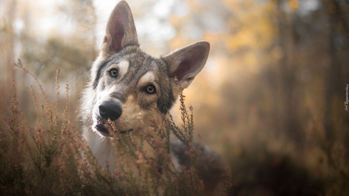 ormanda meraklı bakan kurt köpeği cinsi