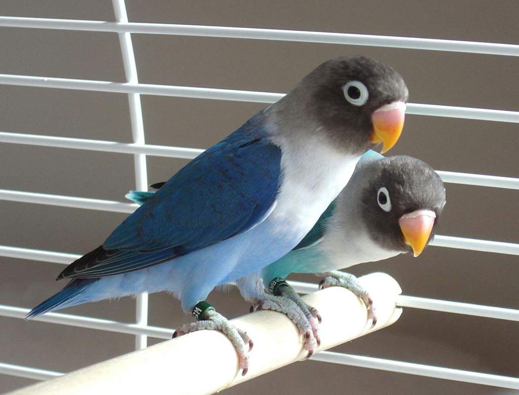 gri ve mavi renkli bir çift kuş