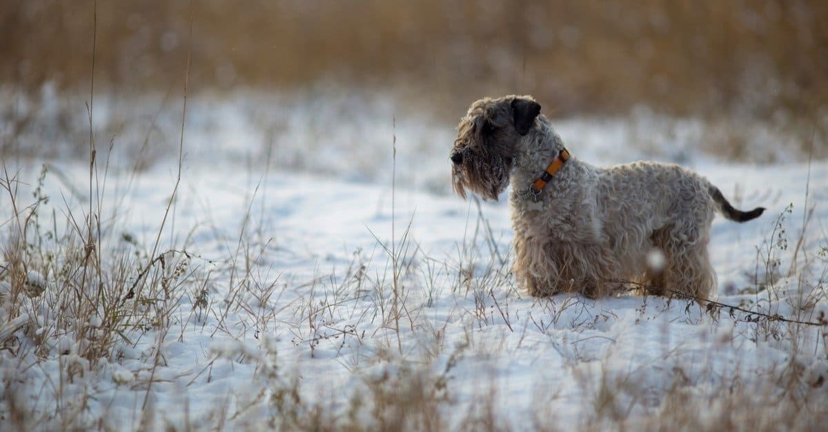Cesky Terrier