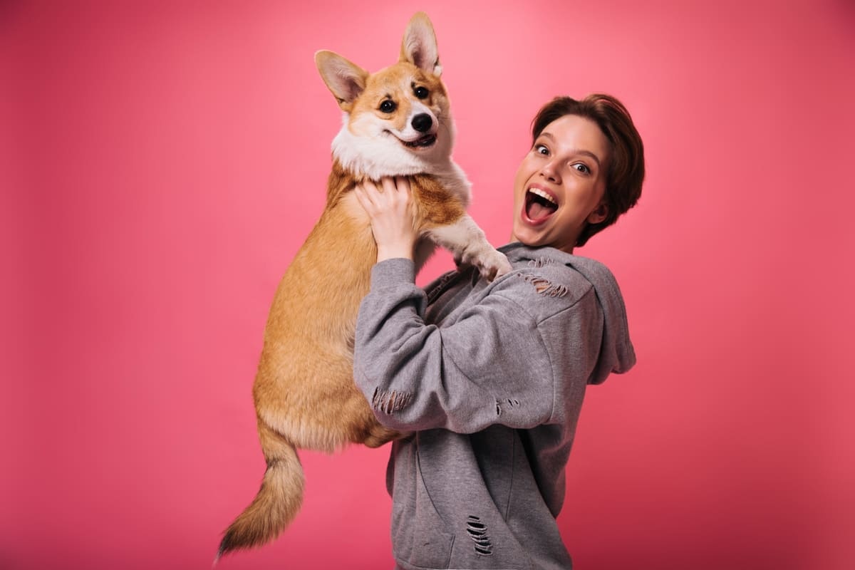 corgi ırkı köpek kucakta