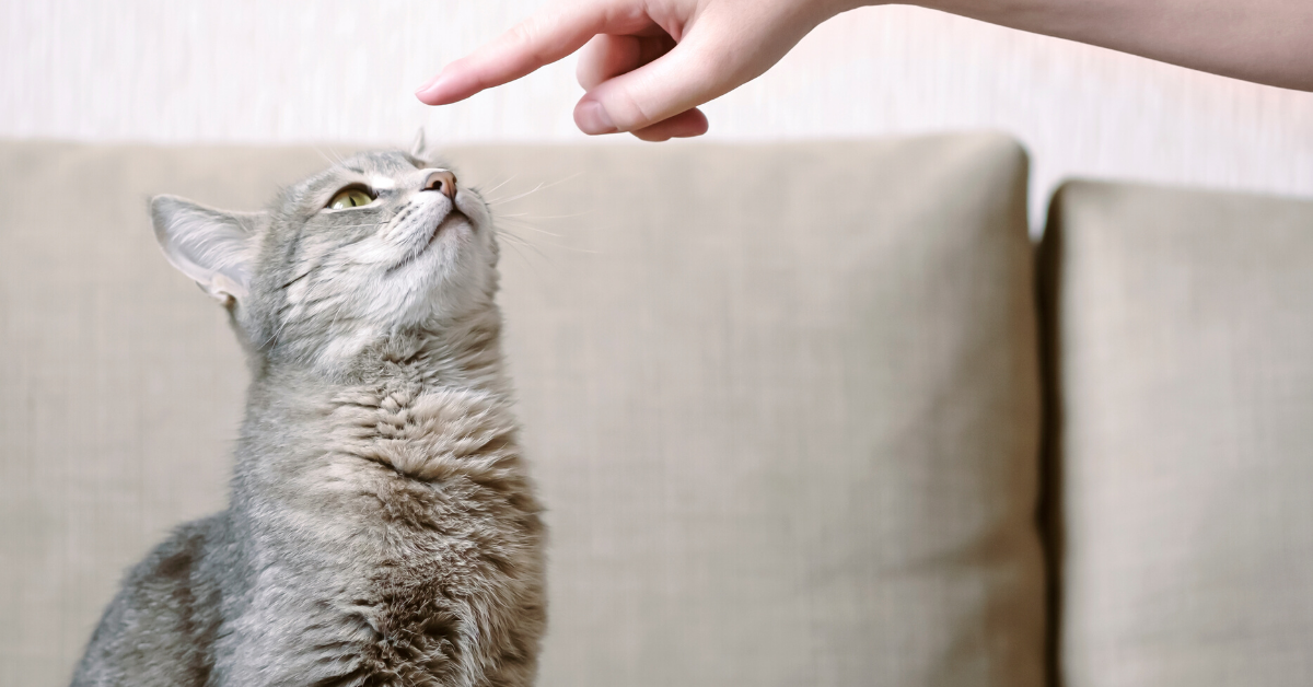 işaret parmağını takip eden kedi
