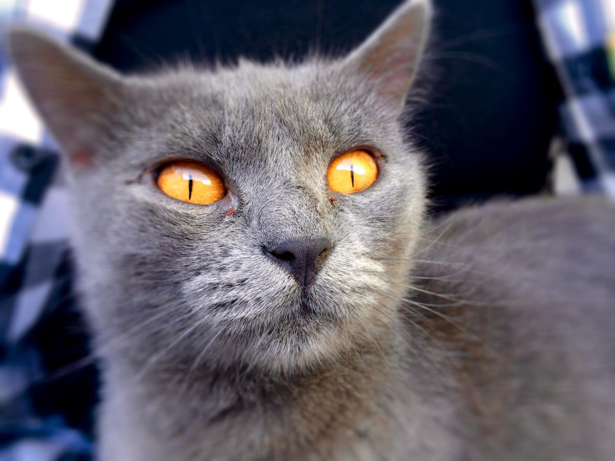 gri tüylü altın rengi gözlere sahip kledi
