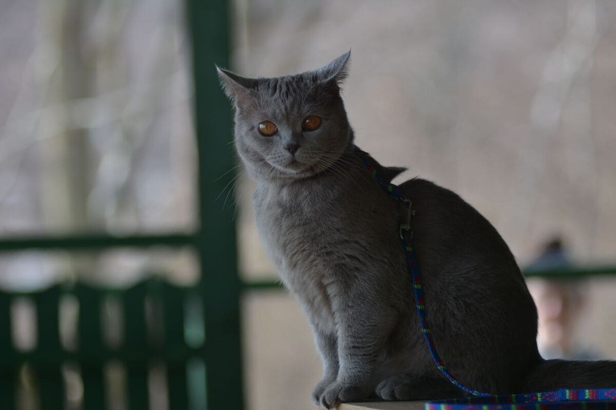 yürüyüş tasması takmış gri tüylü kedi