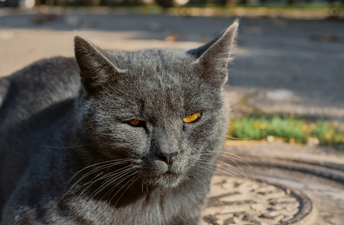 gri tüylü yetişkin kedi