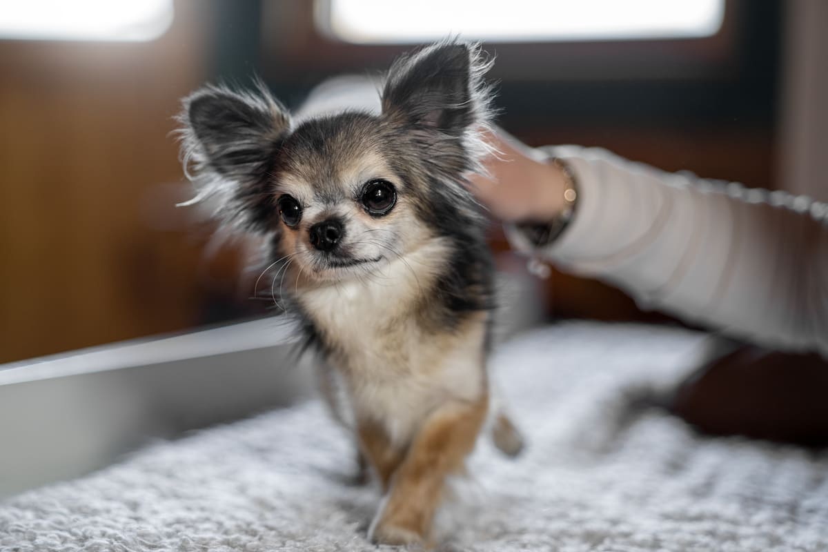 kafası eğil oturan küçük kahverengi köpek
