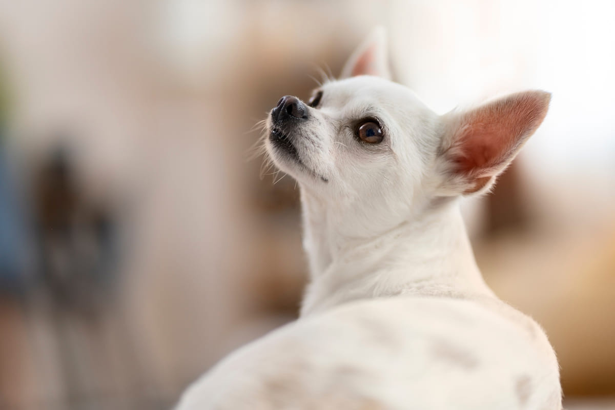 beyaz renkli küçük ırk köpek
