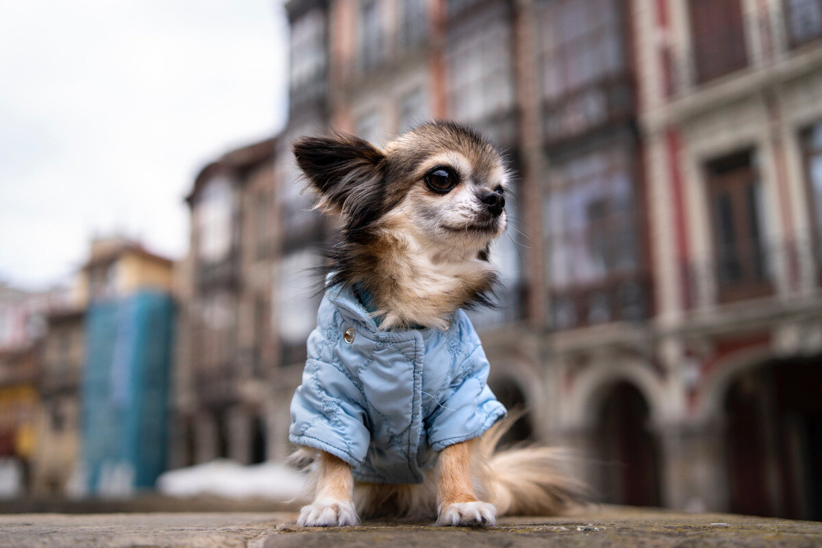 mavi kapitone ceket giymiş chihuahua