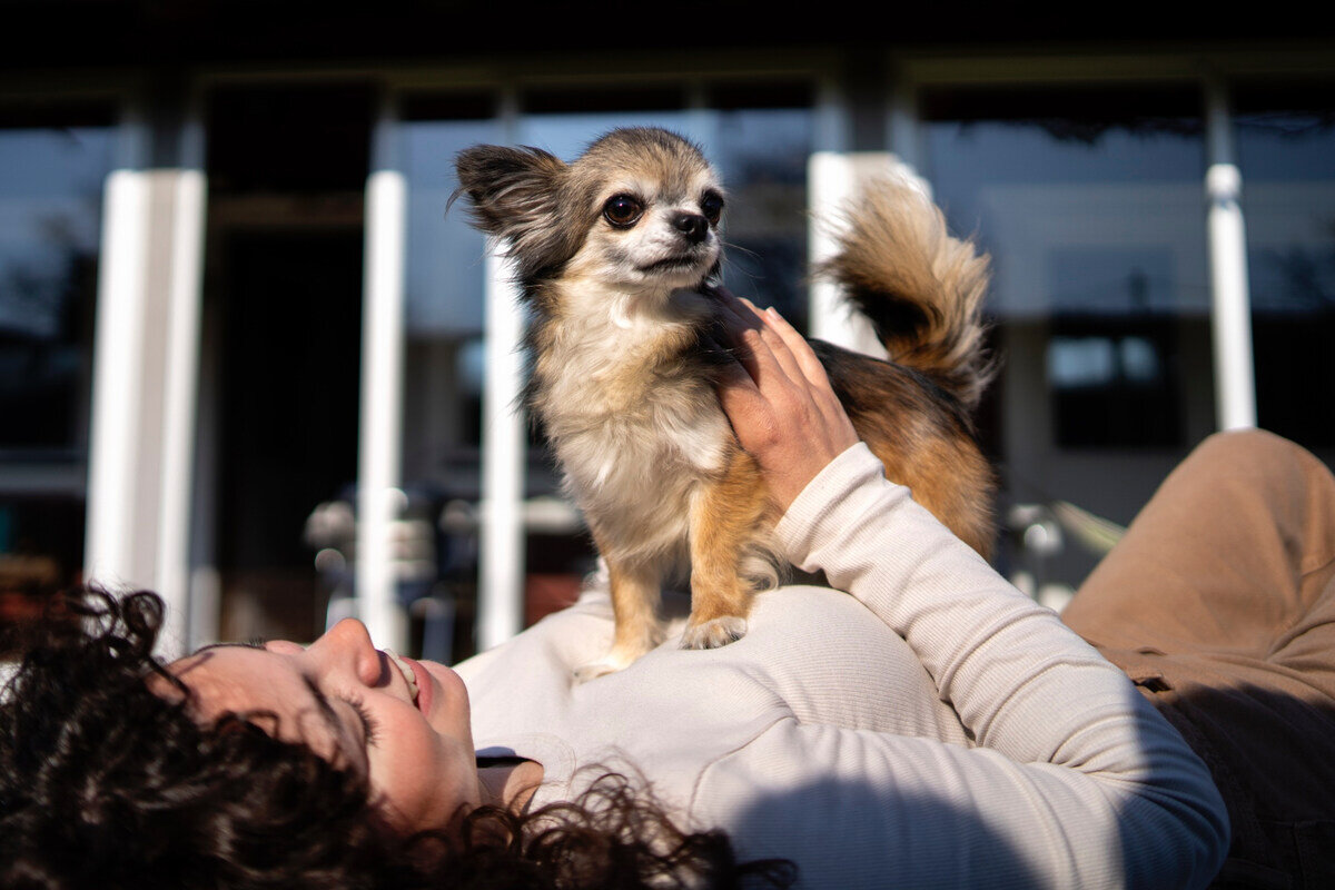 sahibinin üzerinde duran chihuahua