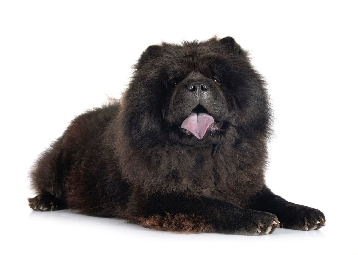 Chow Chow