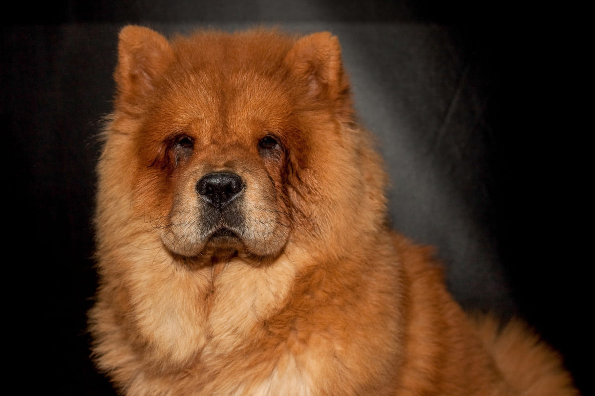 Chow Chow ırkına mensup köpek