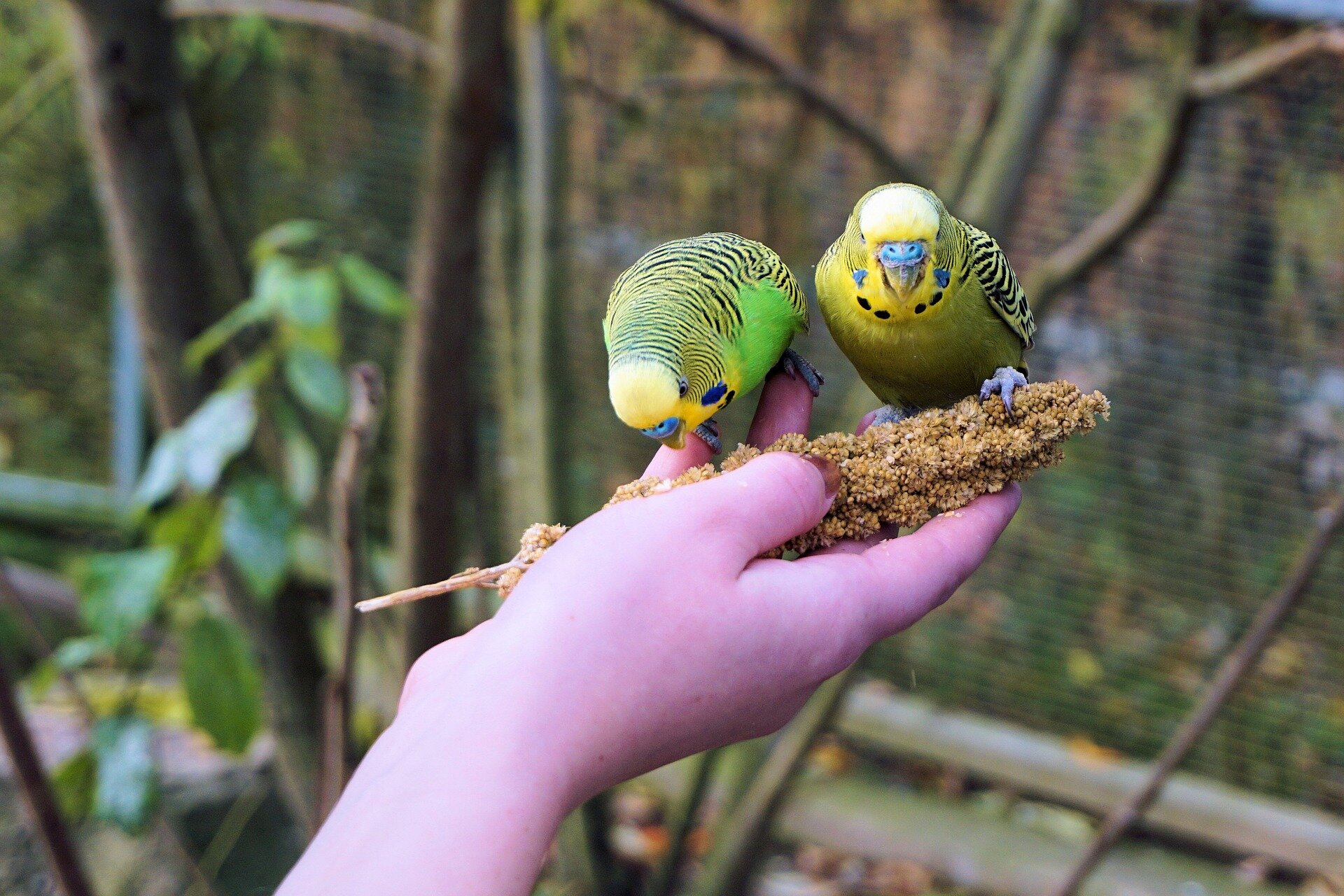iki tane yeşil sarı muhabbet kuşu elden besleniyor