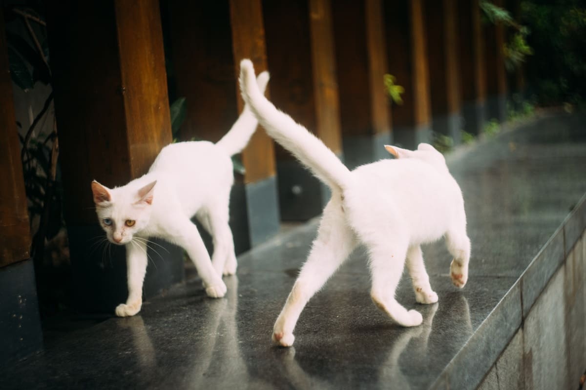 birbirlerinin etrafında dolaşan iki tane beyaz kedi