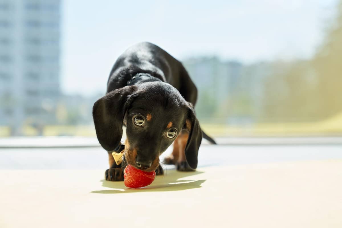 çilek yiyen siyah uzun kulaklı köpek