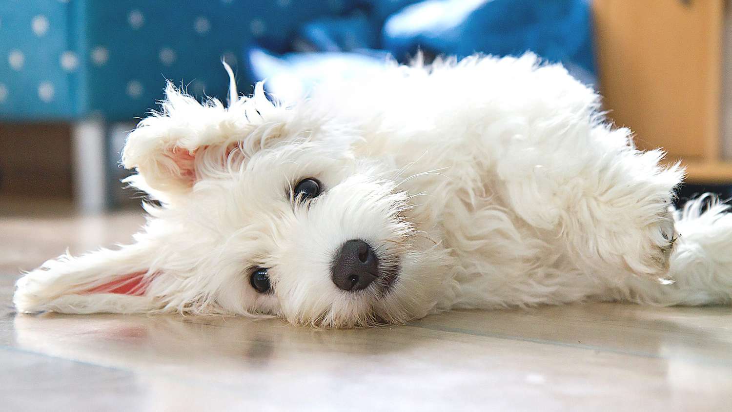 yerde yatan beyaz tüylü sevimli köpek