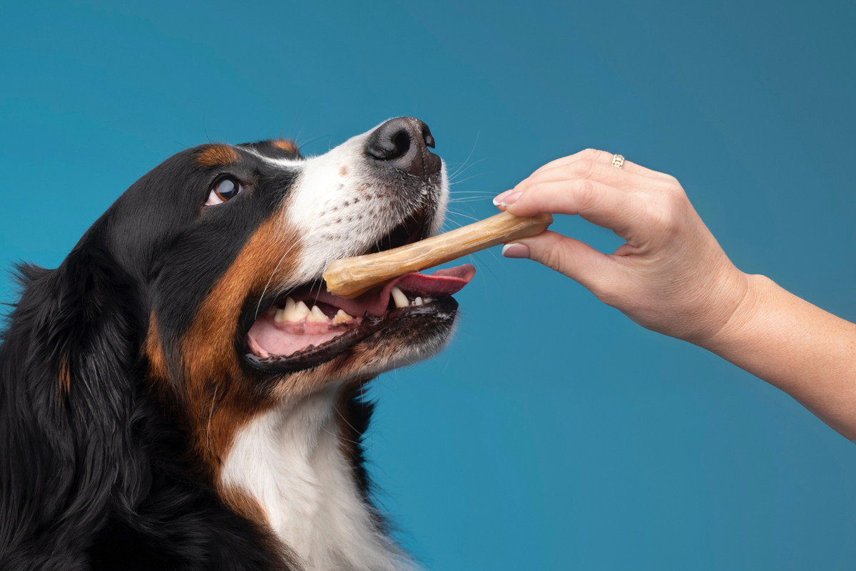 sahibinin elinden ödül kemiği alan köpek