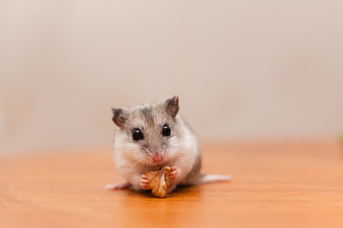 çin hamsteri ceviz yiyor