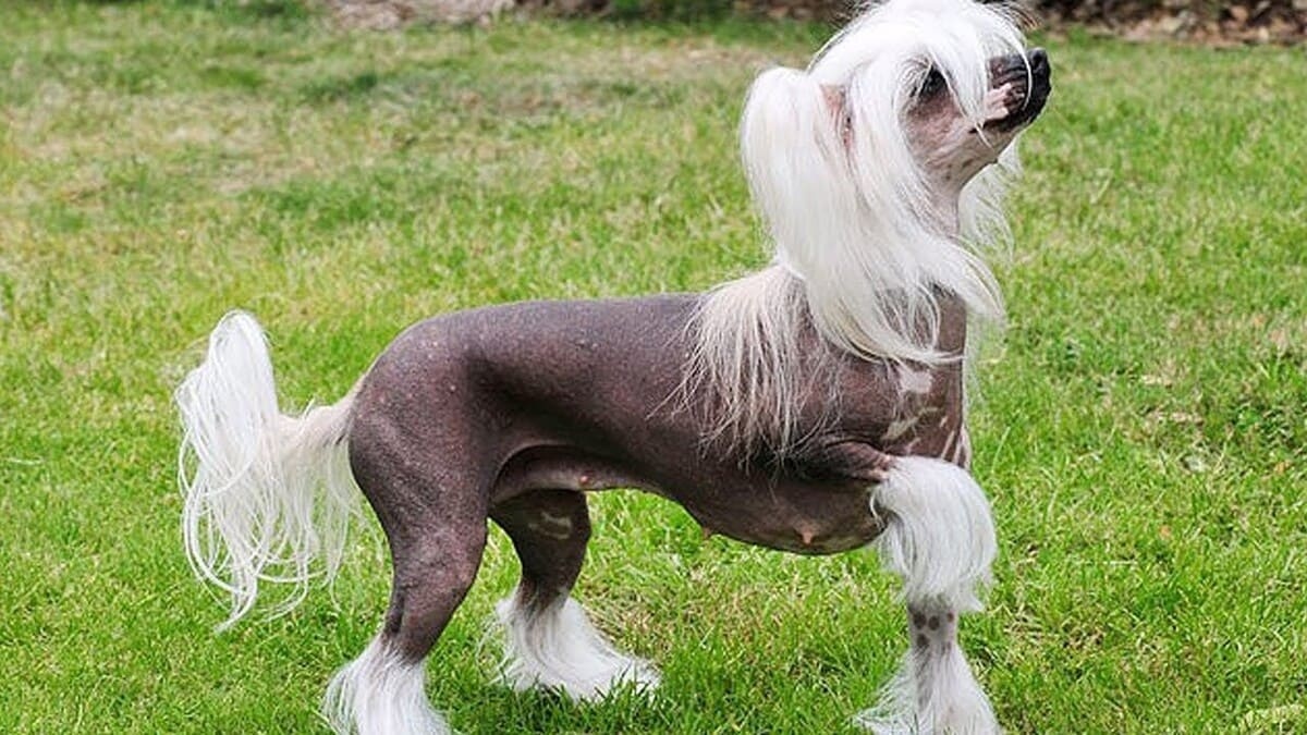 çimde duran tüysüz köpek