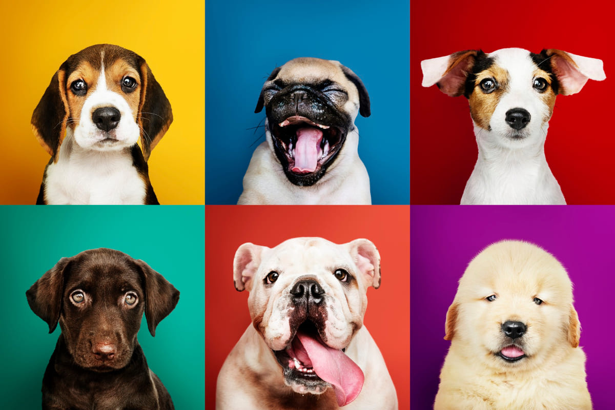 renkli fonların önünde farklı cinsteki yavru köpekler