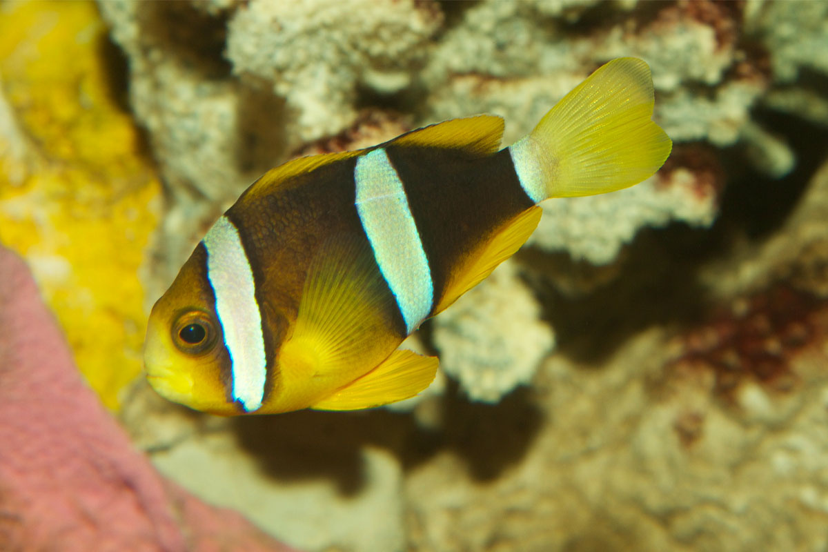 sarı kuyruklu palyaço balığı