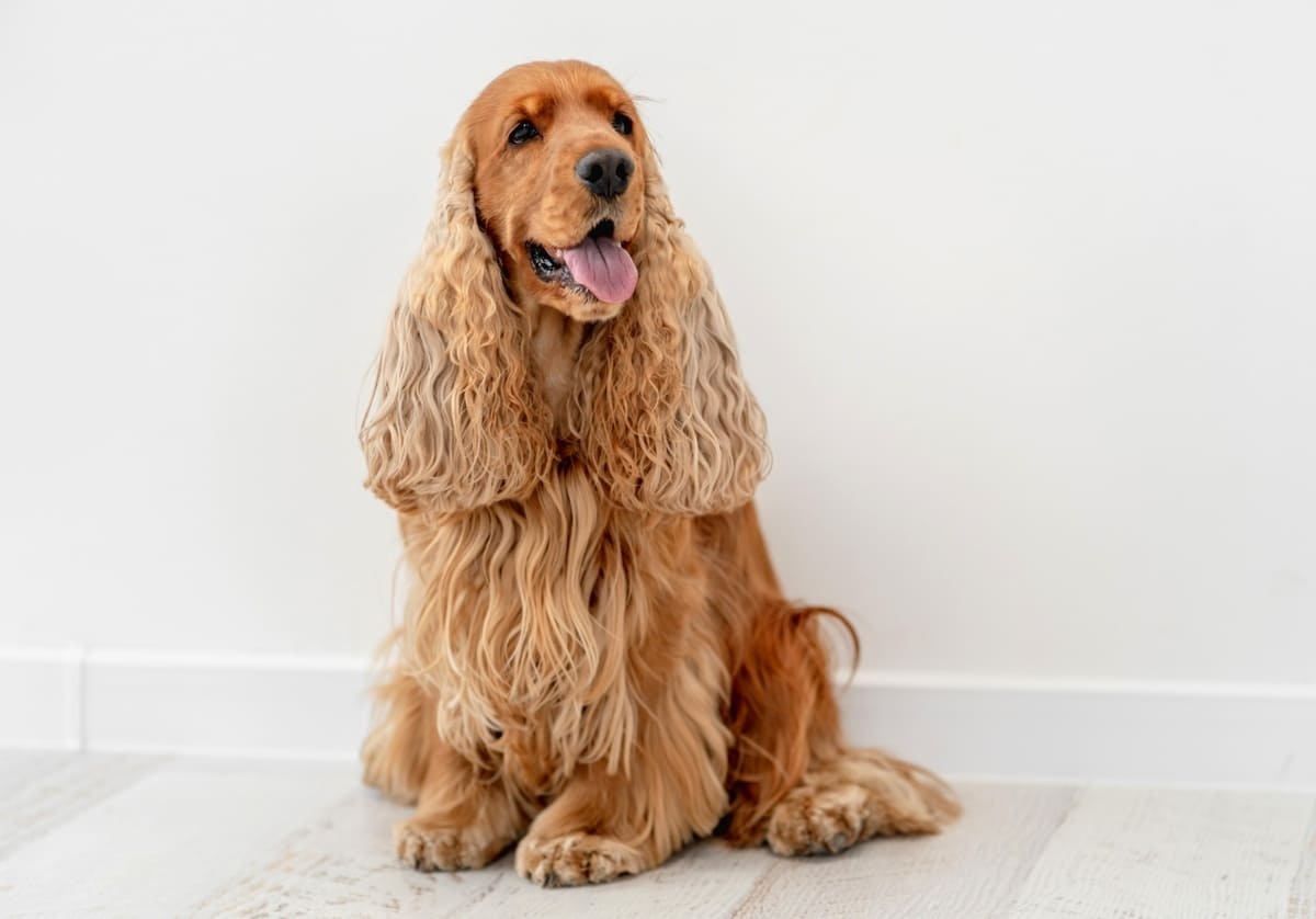 Cocker Spaniel ırkına mensup köpek