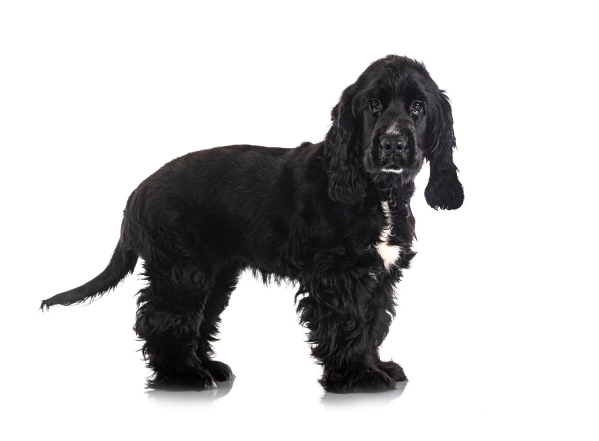 Cocker Spaniel 