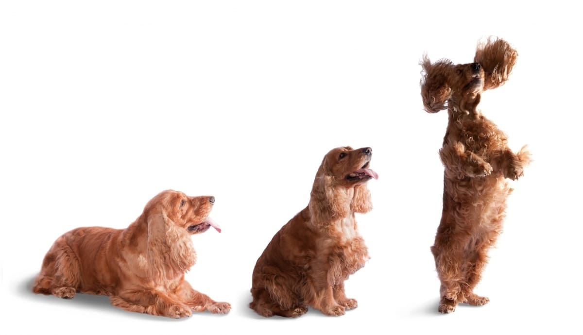 cocker spaniel