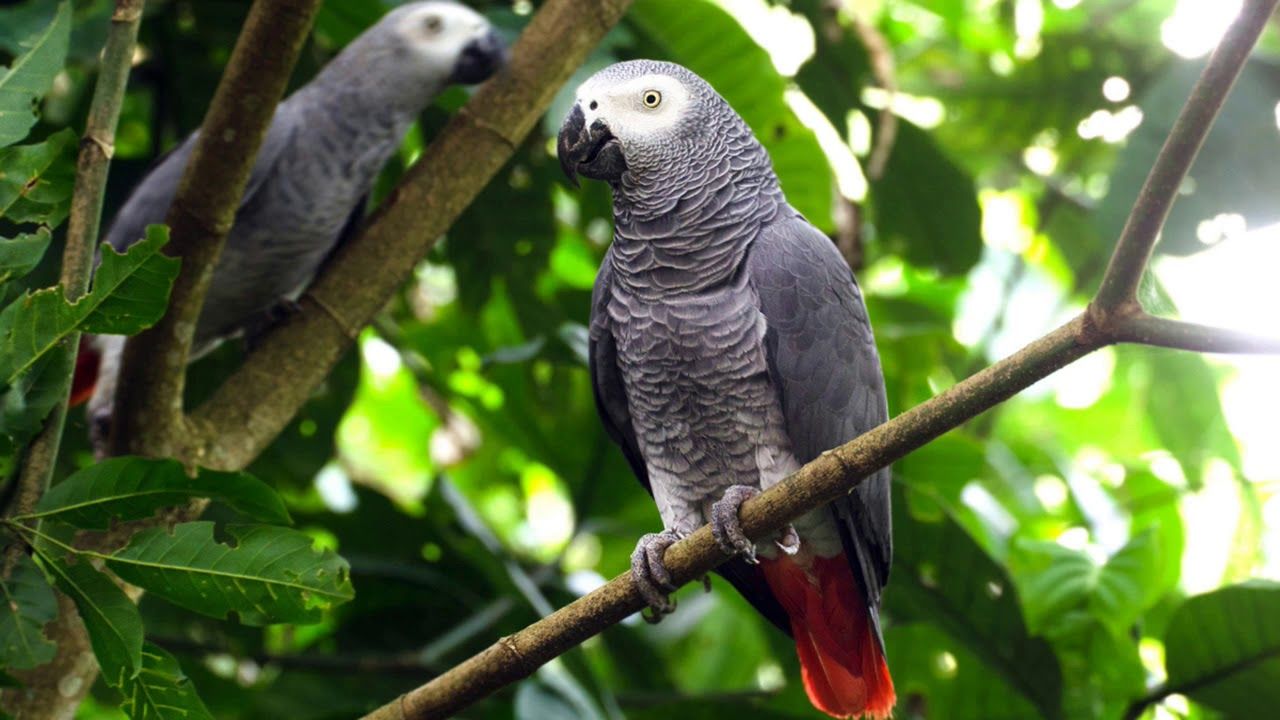 ağaç dalında duran iki gri papağan