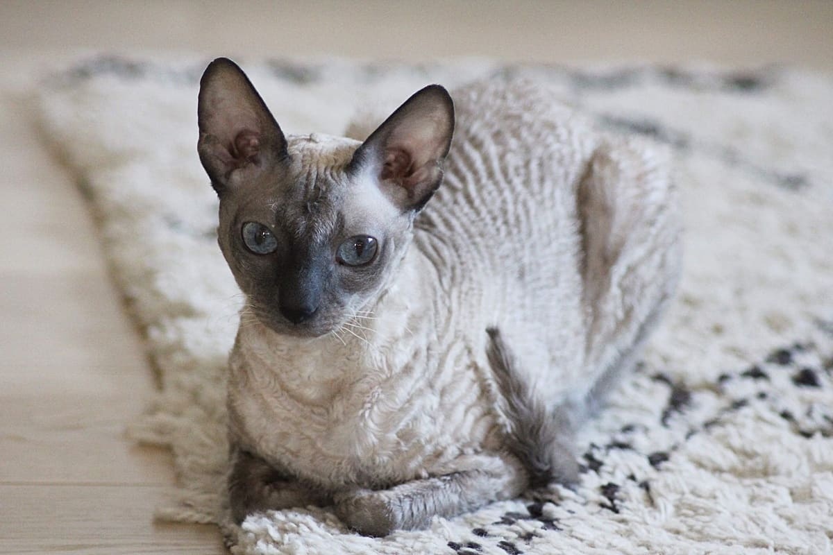 Cornish Rex