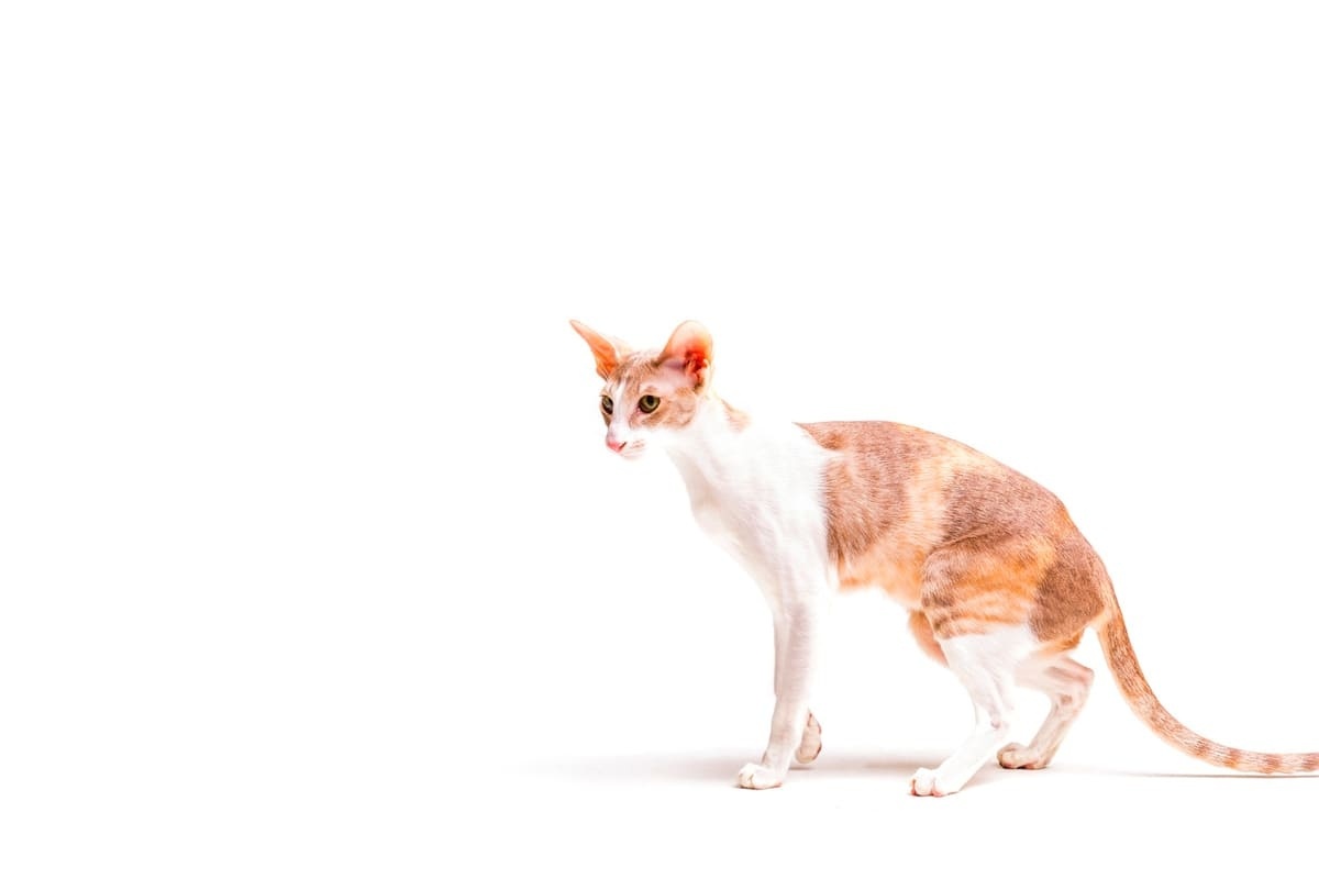 cornish rex