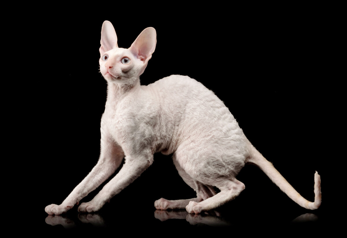 beyaz tüylü mavi gözlü Cornish Rex