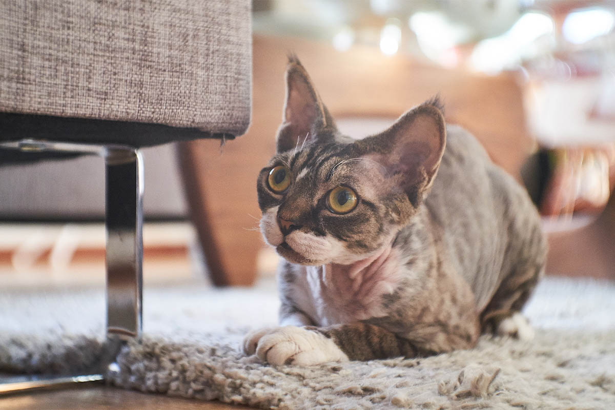 koltuğun ayağına yakın oturan Cornish Rex