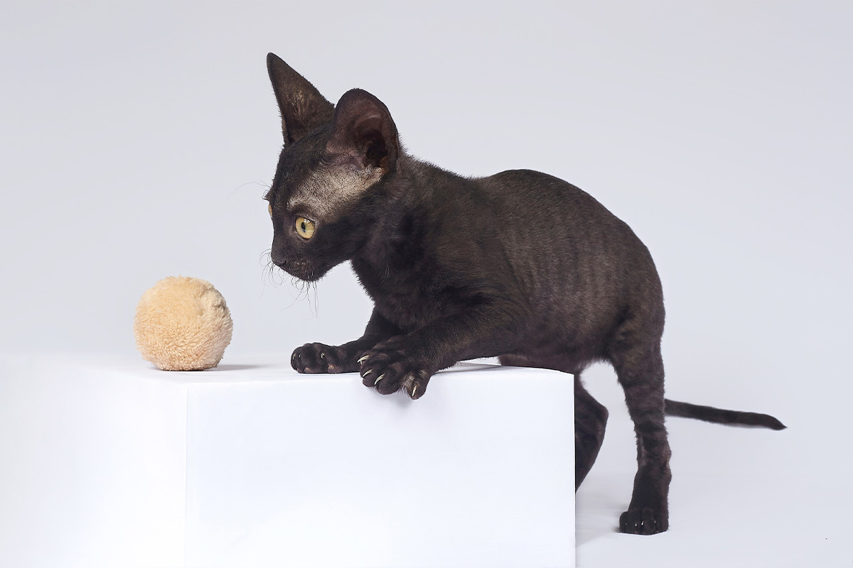 oyuncak topa bakan siyah renkli yavru Cornish Rex