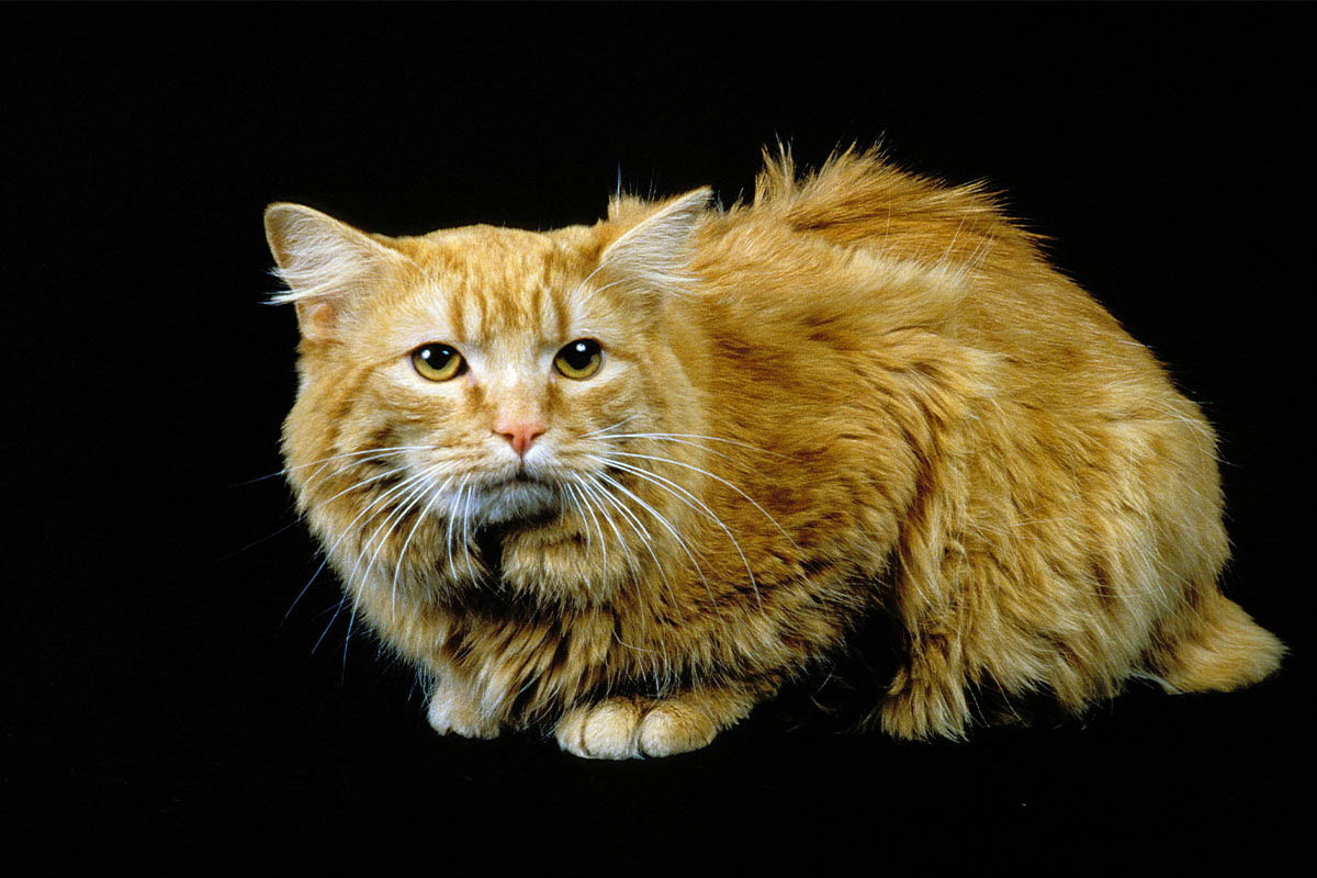 uzun tüylü kuyruksuz kedi