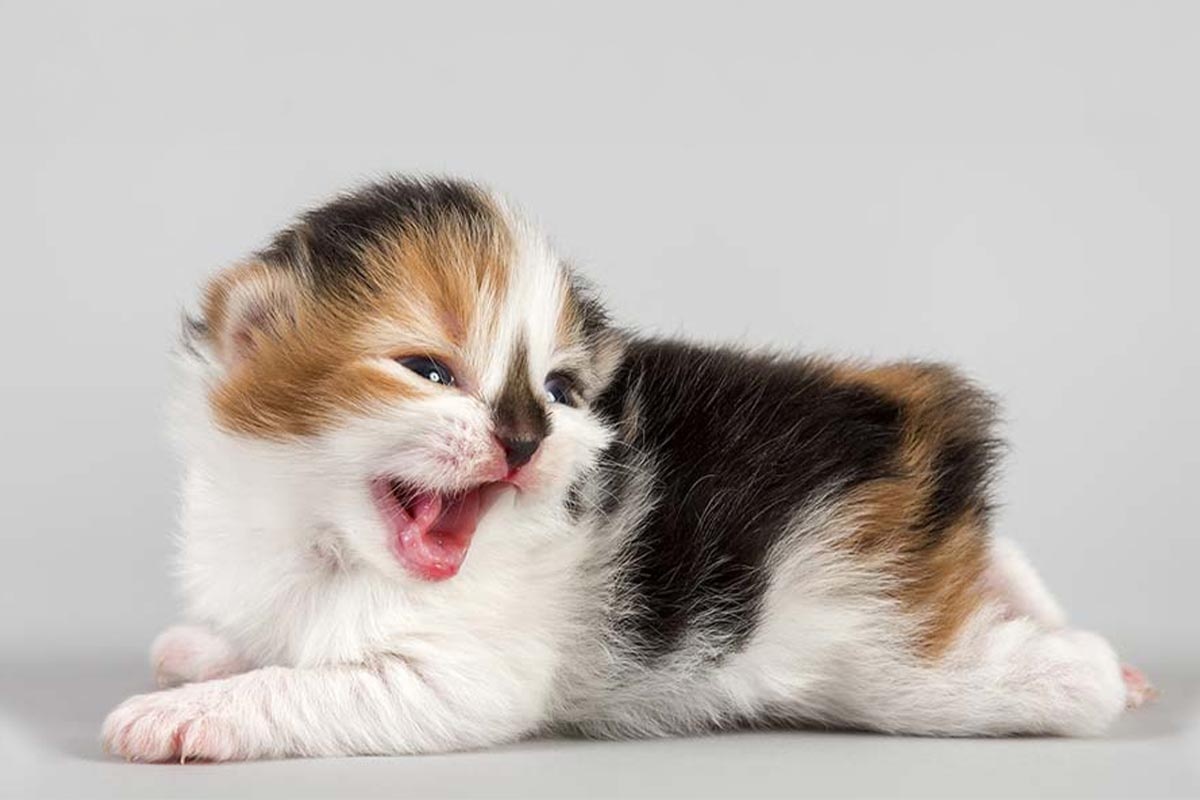 ağzı açık miyavlayan kuyruksuz yavru kedi