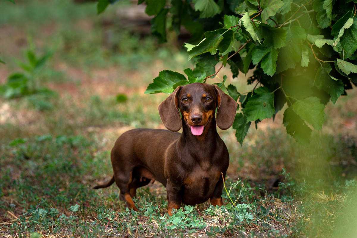 dili dışarıda ağaç altında duran sosis köpek