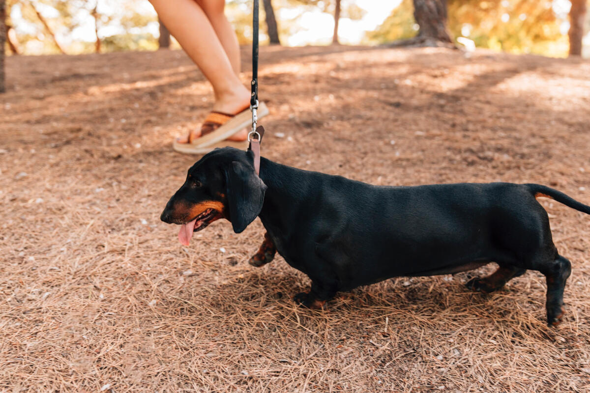 doğa yürüyüşünde sosis köpek