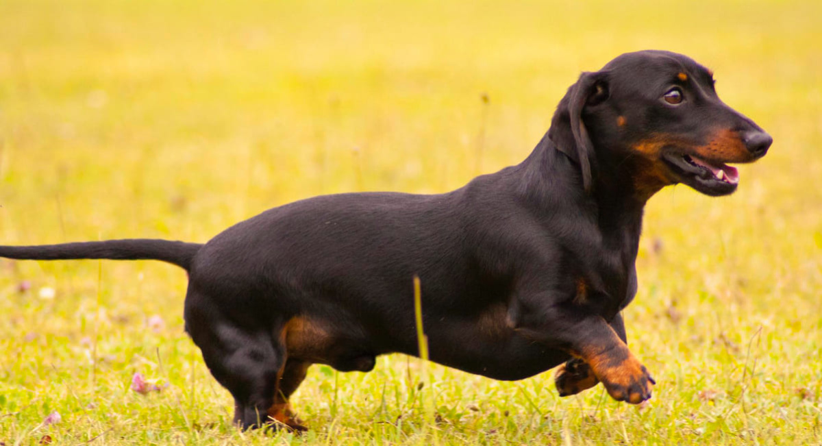 çimlerin koşan sosis köpek