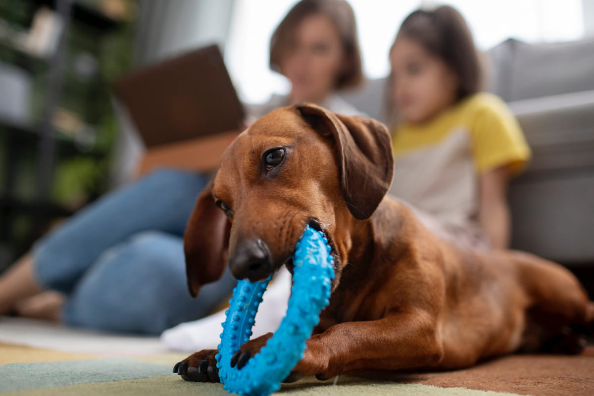 diş oyuncağı ile oynayarak zaman geçiren Dachshund
