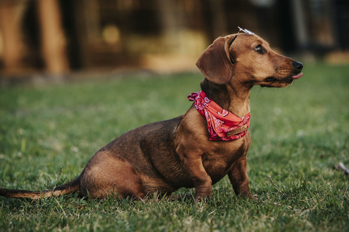 fuları ve gözlüğü ile çok şık gözüken bir Dachshund