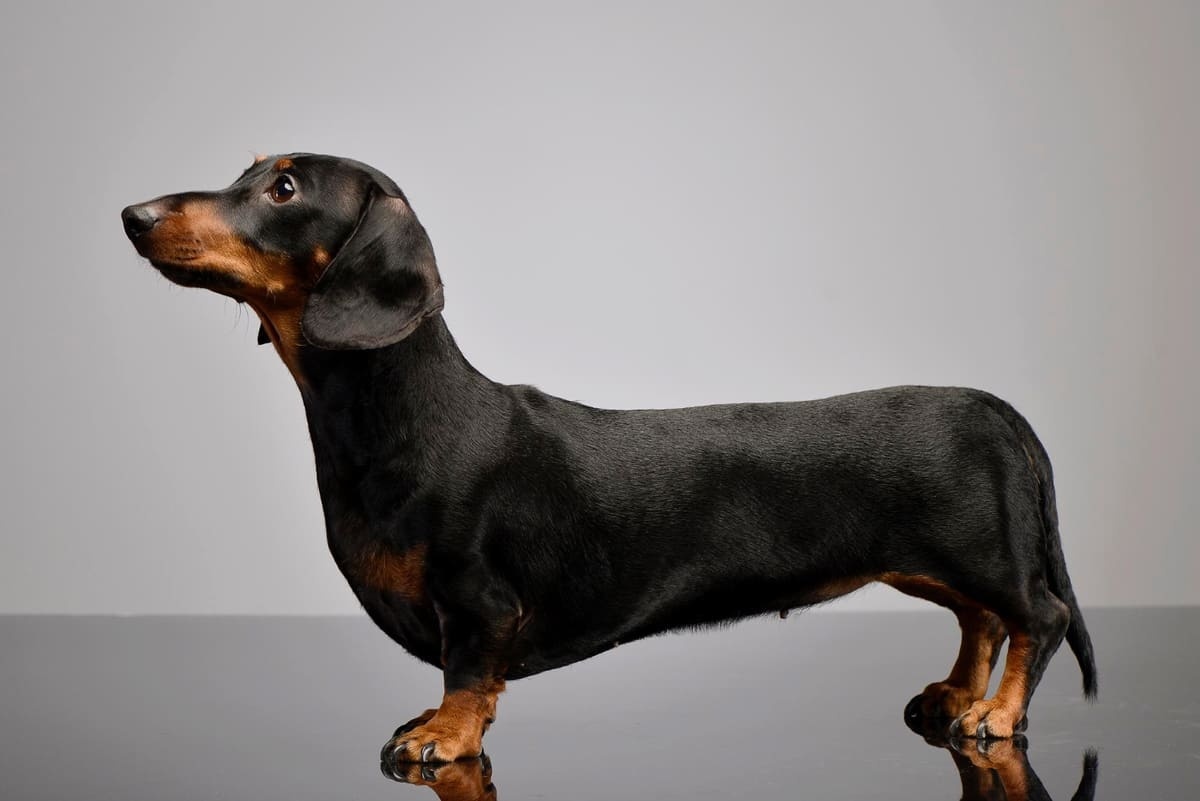 ayakta duran Dachshund köpeği
