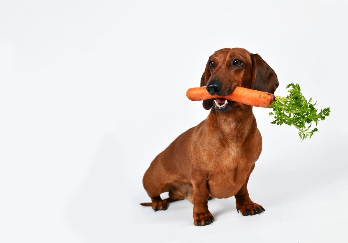 ağzında havuç tutan Dachshund