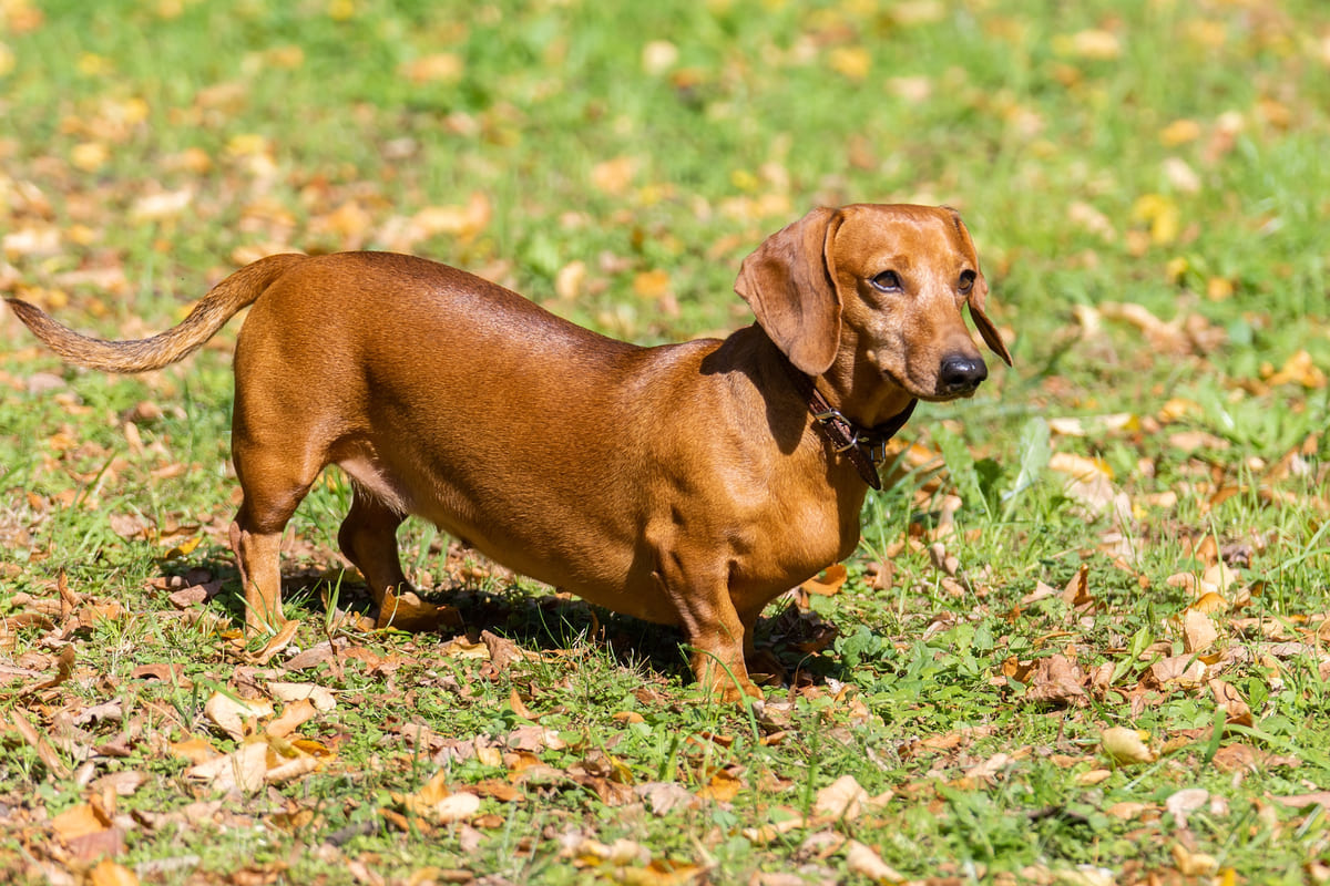 dışarıda zaman geçiren Dachshund köpeği