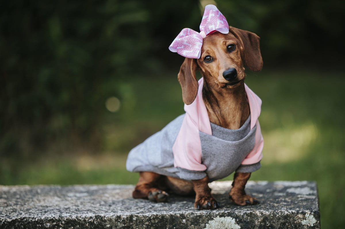 pembe kıyafetlerini giymiş dashcshund