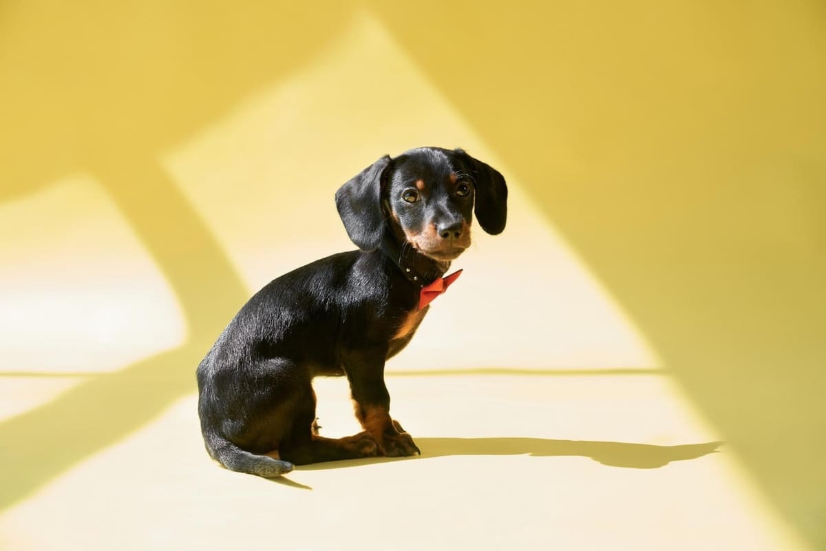 yavru dachshund