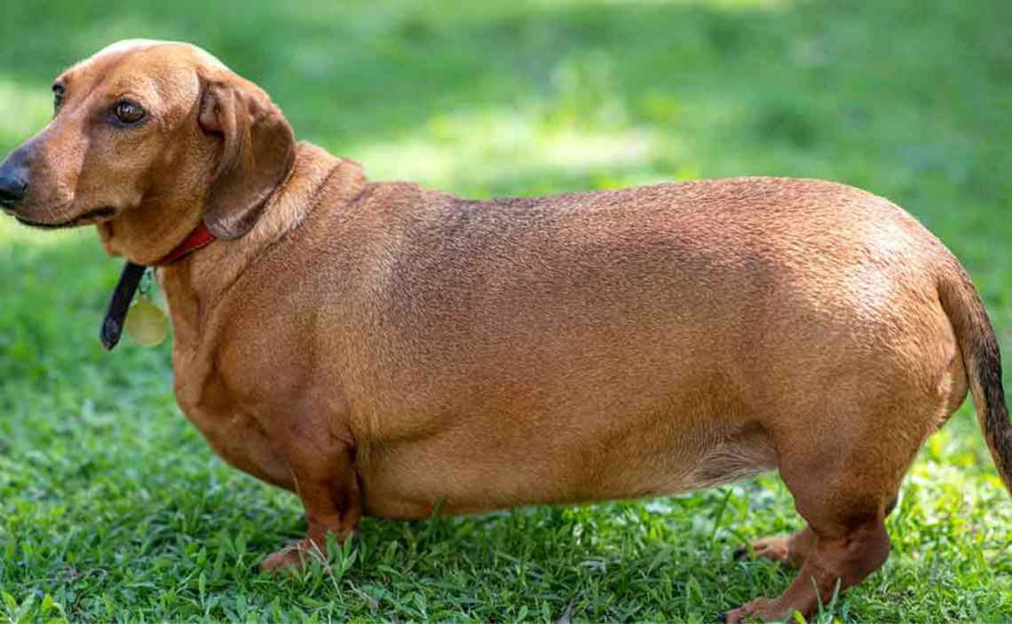 dachsund