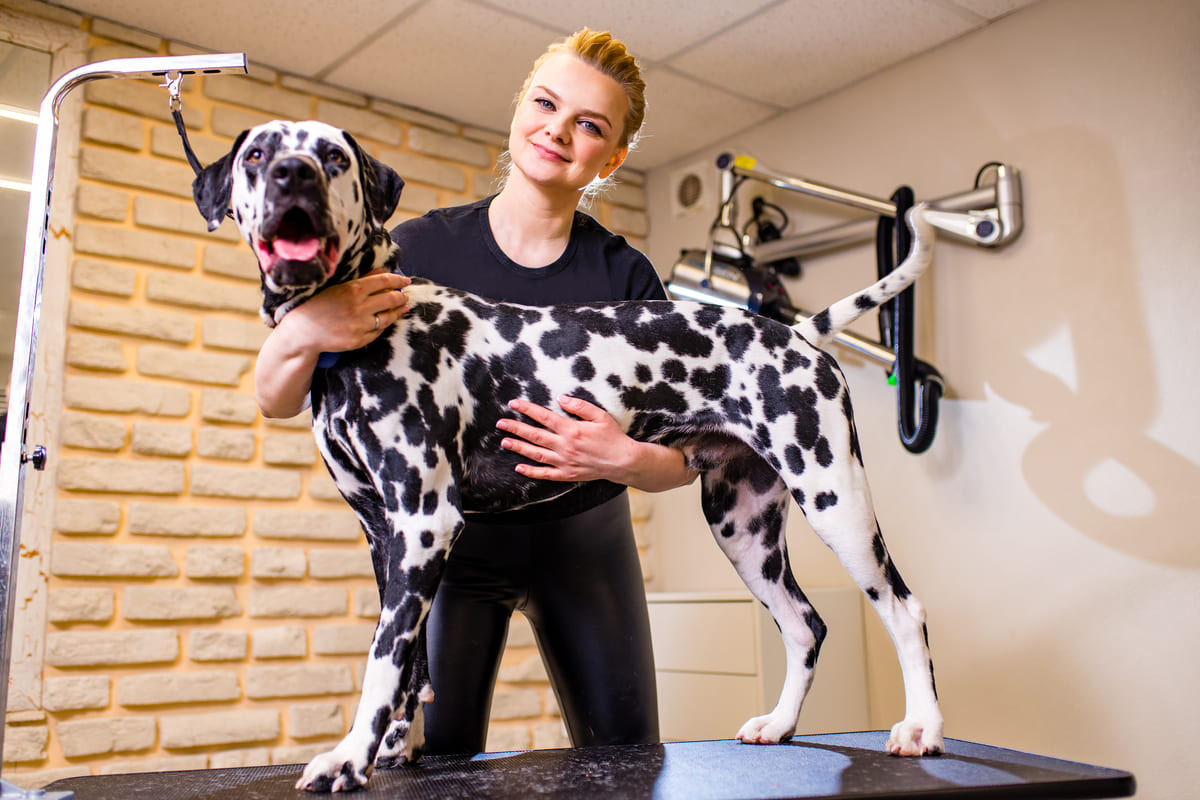 fizik tedavisi yapılan Dalmaçya köpeği